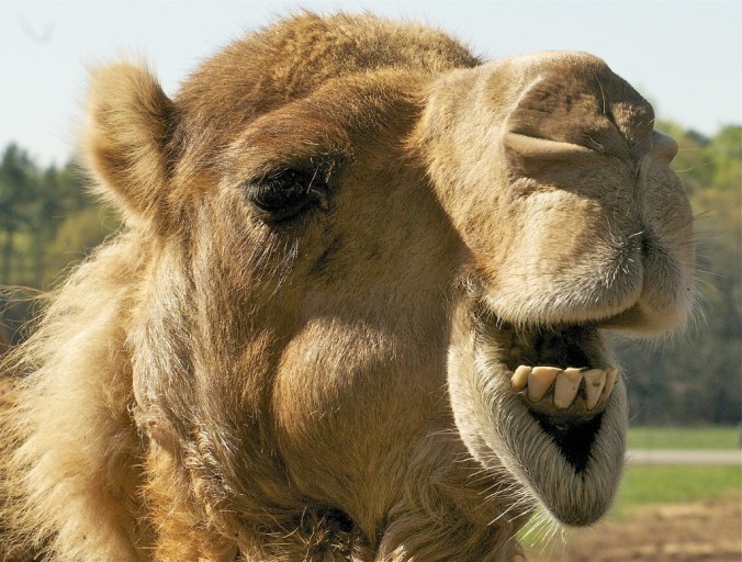 Close Up Camel