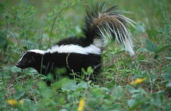skunk 1
